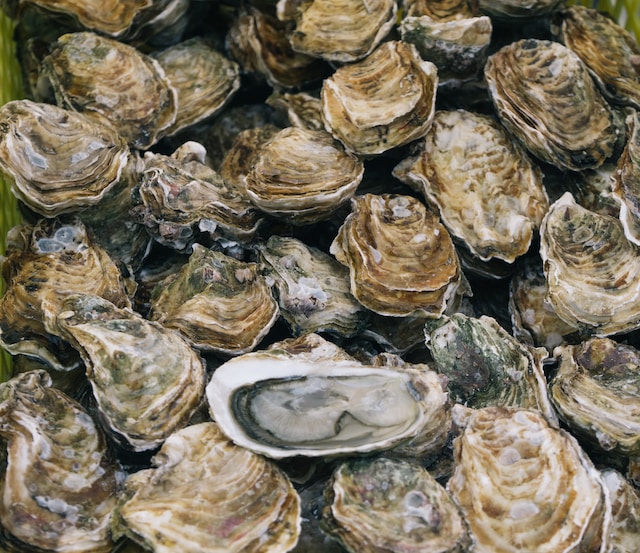 Chincoteague Oyster Festival event